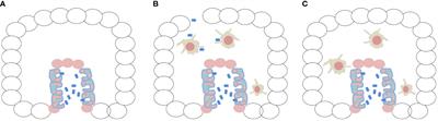 The first embryo, the origin of cancer and animal phylogeny. IV. The neoplastic basis for the formation of the innate immune system